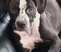 American bully / Pitbull