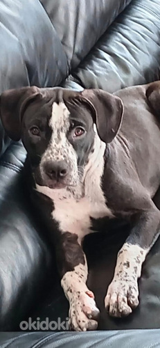 American bully / Pitbull