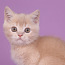 Шотландский котенок 4,5 месяца с родословной. (фото #4)