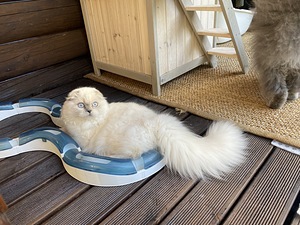 Scottish Fold kassipoeg dokumentidega (2 foto / 2)