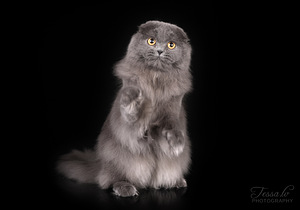 Lühikarvaline sinine Scottish Fold tüdruk (4 foto / 5)