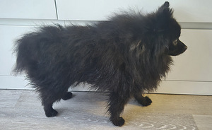 Pomeranian pentu (2 valokuva sivusta 4)