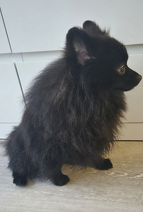 Pomeranian pentu (2 valokuva sivusta 4)