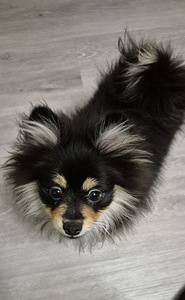 POMERANIAN PENTU (3 valokuva sivusta 7)