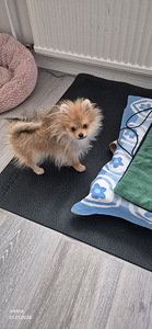 POMERANIAN PENTU (5 valokuva sivusta 7)