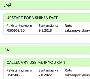 POMERANIAN PENTU (7 valokuva sivusta 7)