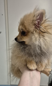"PAUL" POMERANIAN PENTU - Osamaksu mahdollisuus! (3 valokuva sivusta 10)