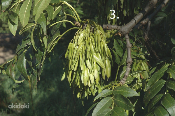 Puu istikud / taimed (4 erinevat) (foto #3)