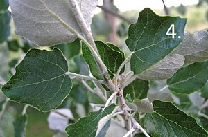 Puu istikud / taimed (4 erinevat) (4 foto / 4)