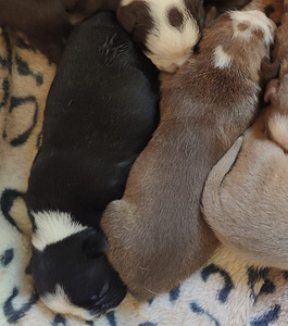 Vanhaenglanninbulldoggi pentuja (7 valokuva sivusta 7)