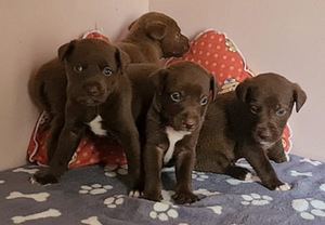 Xoloitzcuintli pennut (2 valokuva sivusta 8)