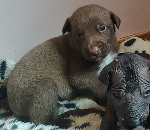 Xoloitzcuintli pennut (5 valokuva sivusta 8)