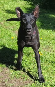 Xoloitzcuintli pennut (6 valokuva sivusta 8)