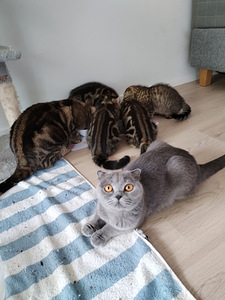 Scottish pennut (3 valokuva sivusta 3)
