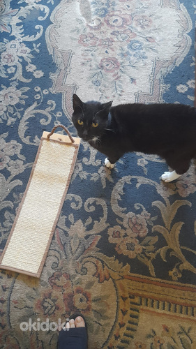 Kaķītis palicis bez saimnieka, atdošu labās rokās