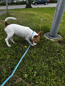 Capo, aito amerikkalainen Toy Fox Terrier -pentu etsii rakas (2 valokuva sivusta 6)