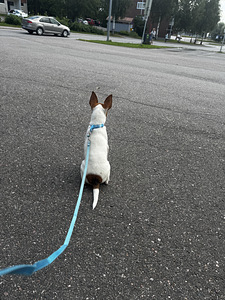 Capo, aito amerikkalainen Toy Fox Terrier -pentu etsii rakas (5 valokuva sivusta 6)
