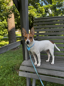 Capo, aito amerikkalainen Toy Fox Terrier -pentu etsii rakas (3 valokuva sivusta 9)
