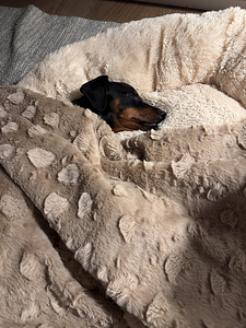 Pinscher-miniatyyri, 9-kuukautinen poika – aito ja komea (7 valokuva sivusta 8)