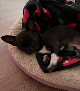 Chihuahua-pentu etsii uutta kotia (10 valokuva sivusta 10)