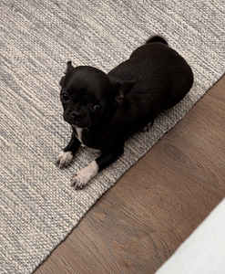 Chihuahua-pentu etsii uutta kotia (8 valokuva sivusta 10)