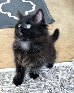 Myydään maine coon-mix tyttöpentu