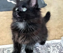 Myydään maine coon-mix tyttöpentu