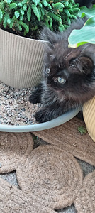 Myydään maine coon-mix tyttöpentu (6 valokuva sivusta 9)