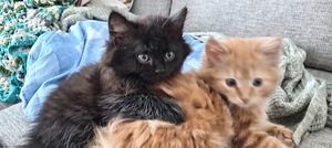 Myydään maine coon-mix tyttöpentu (7 valokuva sivusta 9)