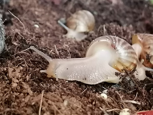 Aafrika hiiteobeebid müüa (5 foto / 6)