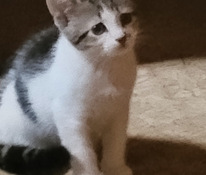 Kassipojad