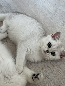 Британский котенок (6 фото из 8)