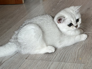 Британский котенок (7 фото из 8)
