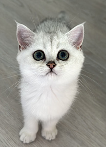 Британский котенок (1 фото из 8)