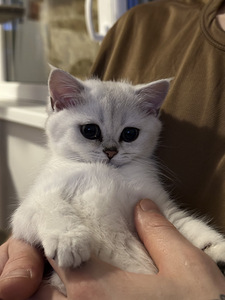 Британский котенок (8 фото из 9)
