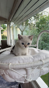 Scottishfold kissanpentu