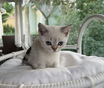 Scottishfold kissanpentu