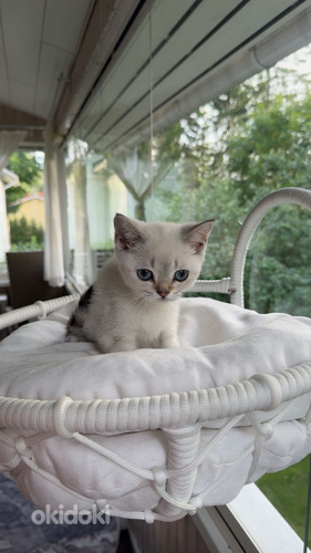 Scottishfold kissanpentu