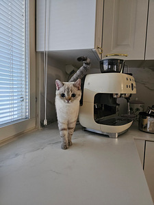 Lumi -scottish straight (7 valokuva sivusta 7)