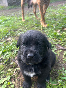 Pittbull & Cane Corso mix pentuja (4 valokuva sivusta 8)