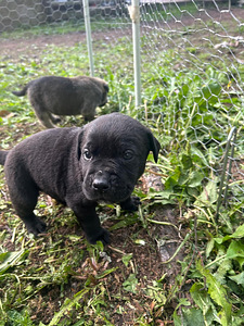 Pittbull & Cane Corso mix pentuja (5 valokuva sivusta 8)