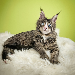 Maine Coon kass kassid kassipoeg kassipojad (2 foto / 2)