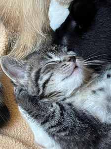 Maatiaiskissanpenntuja (2 valokuva sivusta 2)