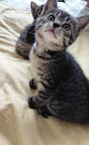 Maatiaiskissanpenntuja (2 valokuva sivusta 4)