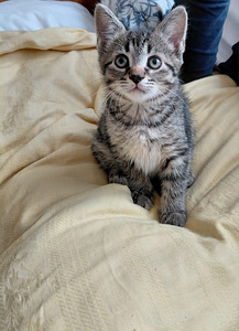 Maatiaiskissanpenntuja (4 valokuva sivusta 4)