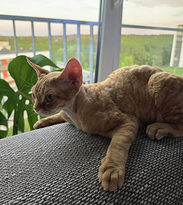 Devon Rex (2 foto / 6)