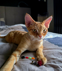 Devon Rex (5 foto / 6)