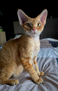 Devon Rex (6 foto / 6)