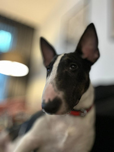 Kaabus bullterrier (2 foto / 3)