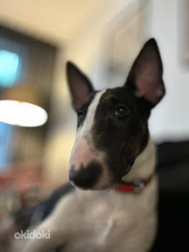 Миниатюрный бультерьер (Miniature Bull Terrier)